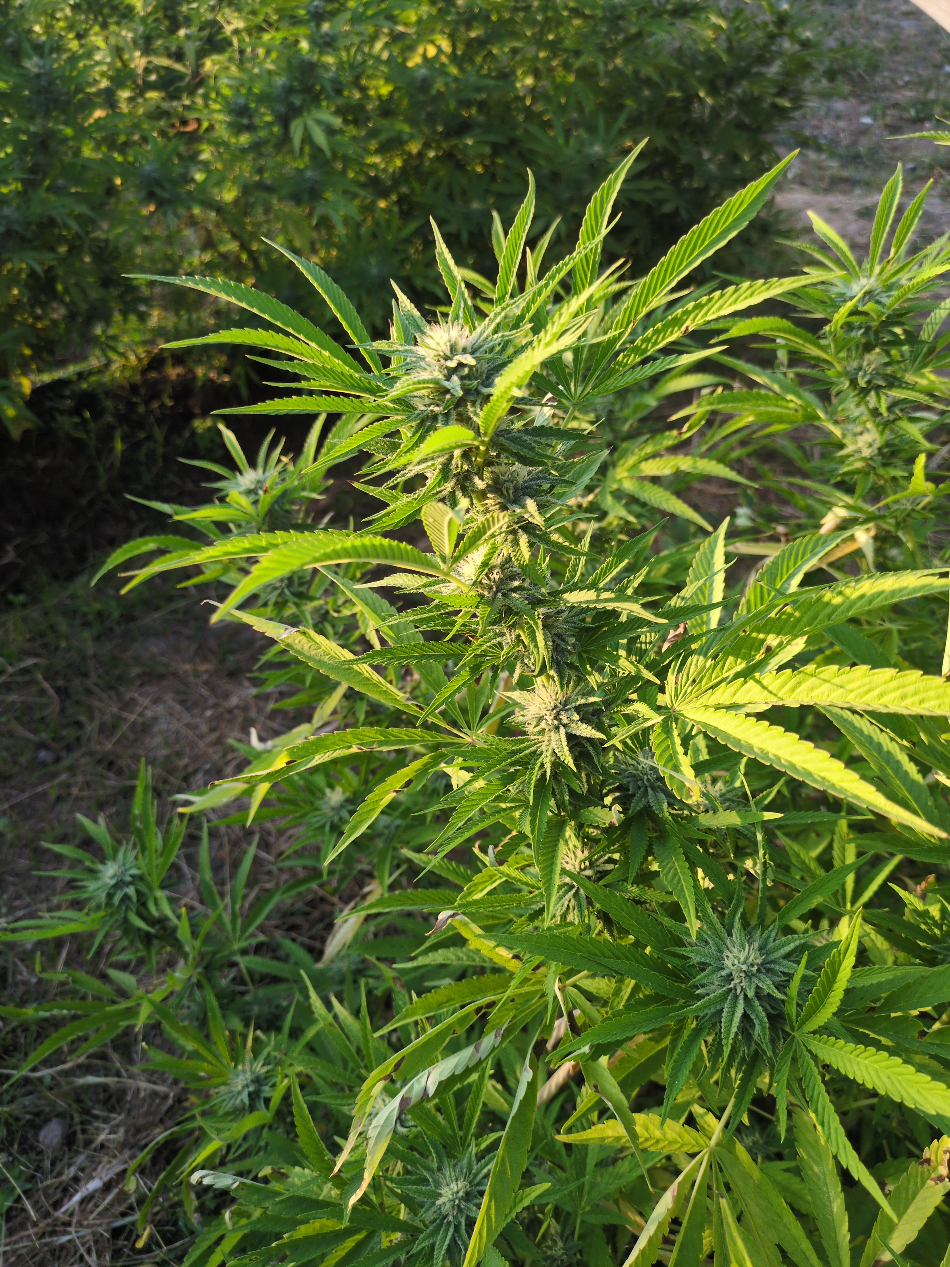 Premium cannabis flower close-up